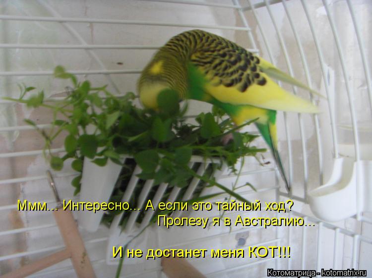 Ммм... Интересно... А если это тайный ход? Пролезу я в Австралию... И не достанет меня КОТ!!!... Котоматрица: Ммм... Интересно... А если это тайный ход? Пролезу я в Австралию... И не достанет меня КОТ!!!
