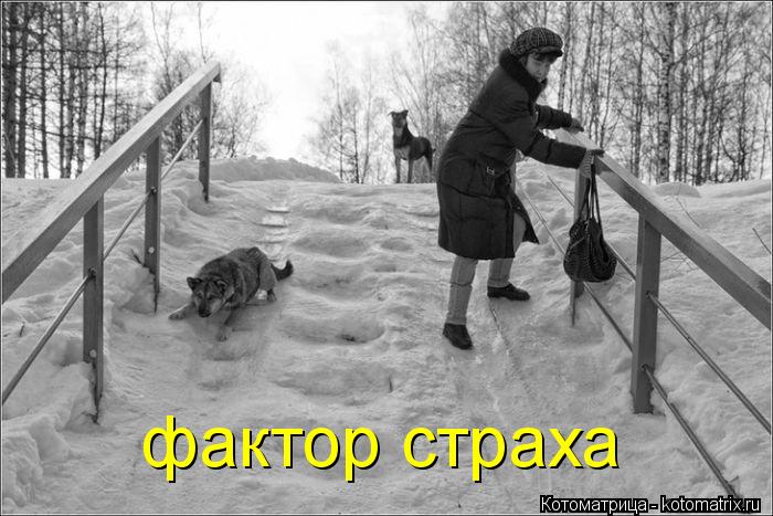 Котоматрица: фактор страха