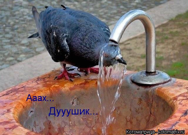 Котоматрица: Ааах... Дууушик...