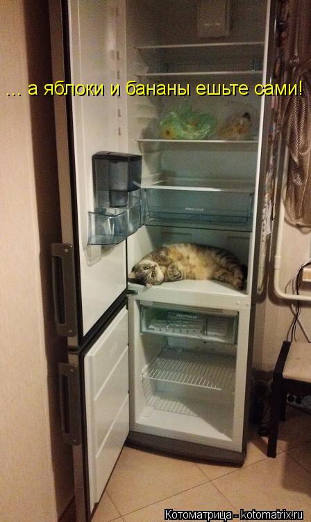 Котоматрица: ... а яблоки и бананы ешьте сами!
