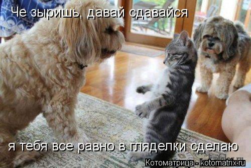 Че зыришь, давай сдавайся я тебя все равно в гляделки сделаю... Котоматрица: Че зыришь, давай сдавайся я тебя все равно в гляделки сделаю