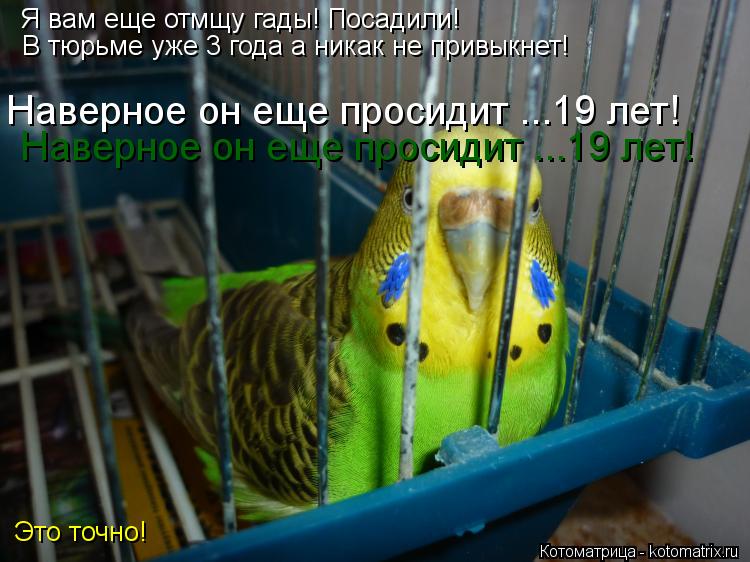 Котоматрица: Я вам еще отмщу гады! Посадили! В тюрьме уже 3 года а никак не привыкнет! Наверное он еще просидит ...19 лет! Наверное он еще просидит ...19 лет! Это