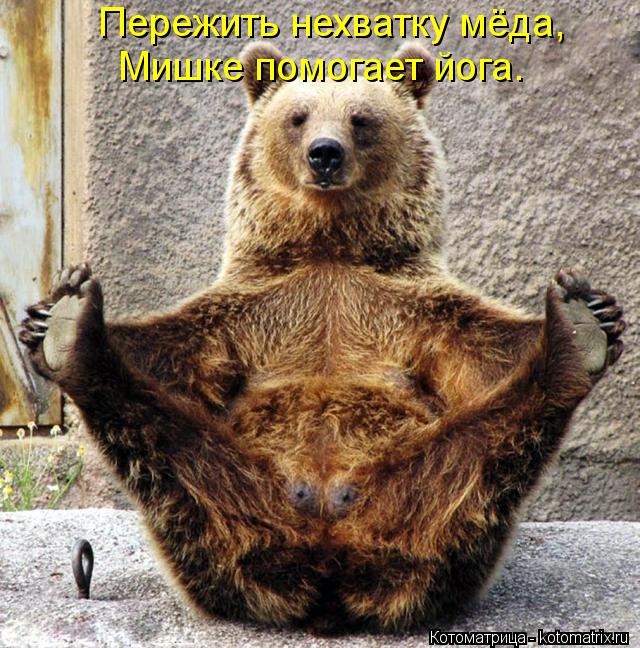 Котоматрица: Пережить нехватку мёда, Мишке помогает йога.