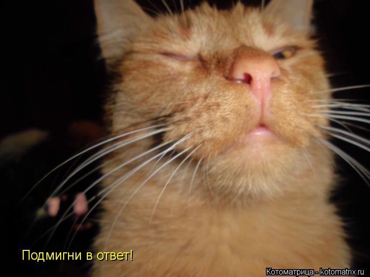 Котоматрица: Подмигни в ответ!