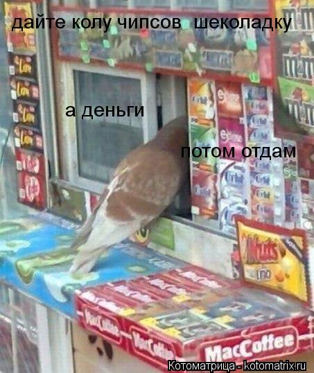 Котоматрица: дайте колу чипсов  шеколадку  а деньги  потом отдам