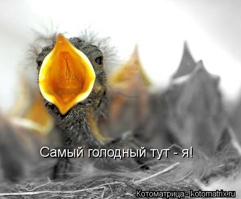 Котоматрица: Самый голодный тут - я!