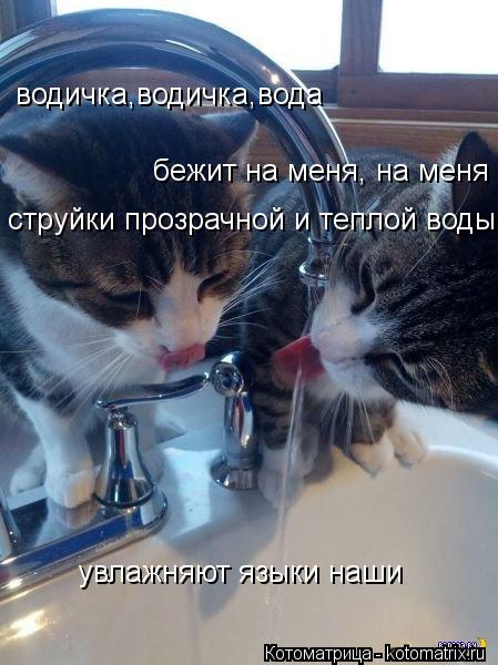 водичка,водичка,вода бежит на меня, на меня струйки прозрачной и теплой воды увлажняют языки наши... Котоматрица: водичка,водичка,вода бежит на меня, на меня струйки прозрачной и теплой воды увлажняют языки наши