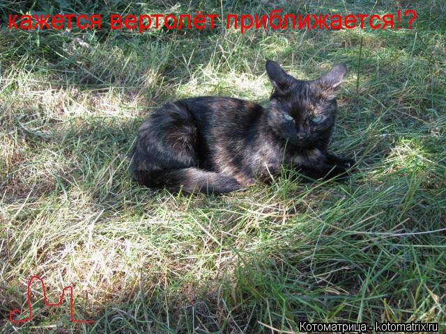 Котоматрица: кажется вертолёт приближается!?