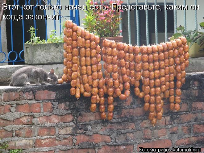 Этот кот только начал есть. Представьте, каким он когда закончит.... Котоматрица: Этот кот только начал есть. Представьте, каким он когда закончит.