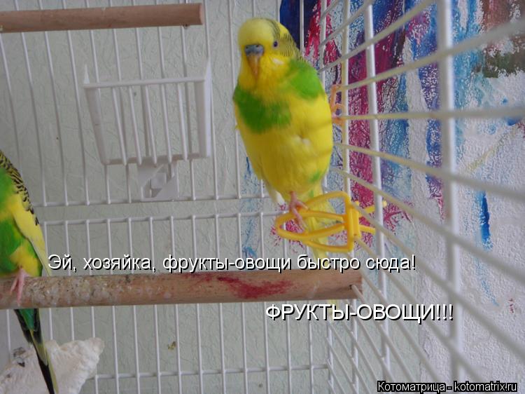 Котоматрица: Эй, хозяйка, фрукты-овощи быстро сюда! ФРУКТЫ-ОВОЩИ!!!