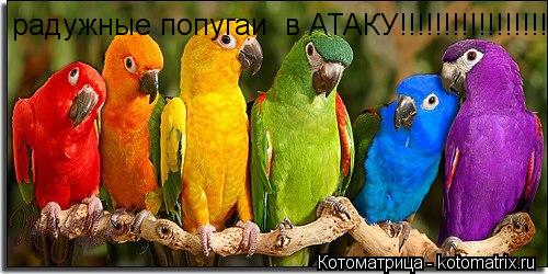 Котоматрица: радужные попугаи  в АТАКУ!!!!!!!!!!!!!!!!!