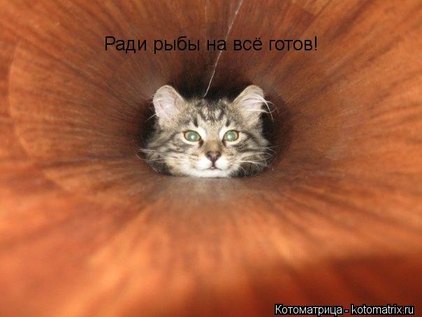 Ради рыбы на всё готов!... Котоматрица: Ради рыбы на всё готов!