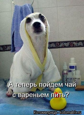 А теперь пойдем чай с вареньем пить?... Котоматрица: А теперь пойдем чай с вареньем пить?