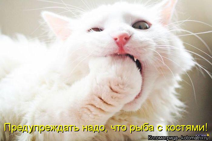 Котоматрица: Предупреждать надо, что рыба с костями!