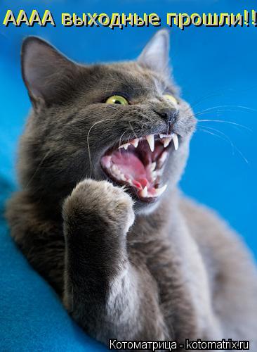 АААА выходные прошли!!! АААА выходные прошли!!!... Котоматрица: АААА выходные прошли!!! АААА выходные прошли!!!