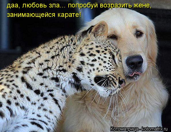 Котоматрица: даа, любовь зла... попробуй возразить жене, занимающейся карате!