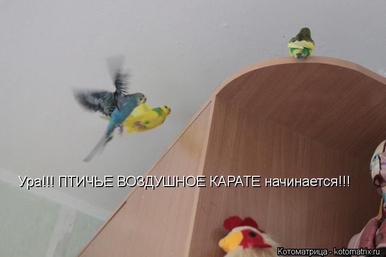 Котоматрица: Ура!!! ПТИЧЬЕ ВОЗДУШНОЕ КАРАТЕ начинается!!!