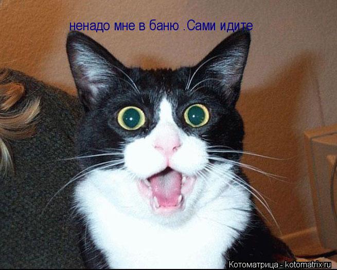 Котоматрица: ненадо мне в баню .Сами идите