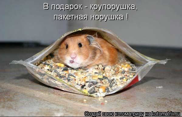 Котоматрица: В подарок - крупорушка, пакетная норушка !