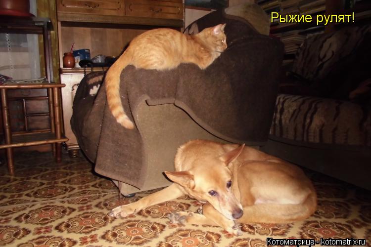 Рыжие рулят!... Котоматрица: Рыжие рулят!