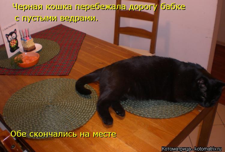 Черная кошка перебежала дорогу бабке с пустыми ведрами. Обе скончались на месте... Котоматрица: Черная кошка перебежала дорогу бабке с пустыми ведрами. Обе скончались на месте