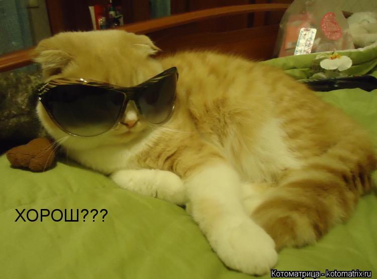 ХОРОШ???... Котоматрица: ХОРОШ???