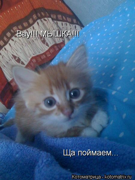 Котоматрица: Вау!!! МЫШКА!!! Ща поймаем...