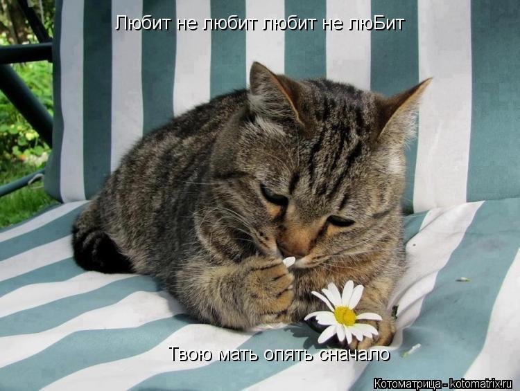 Котоматрица: Любит не любит любит не люБит Твою мать опять сначало