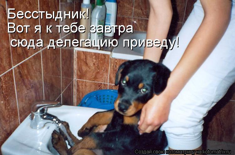 Бесстыдник! Вот я к тебе завтра сюда делегацию приведу!... Котоматрица: Бесстыдник! Вот я к тебе завтра сюда делегацию приведу!