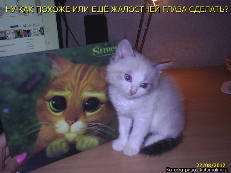 Котоматрица: НУ КАК ПОХОЖЕ ИЛИ ЕЩЁ ЖАЛОСТНЕЙ ГЛАЗА СДЕЛАТЬ?