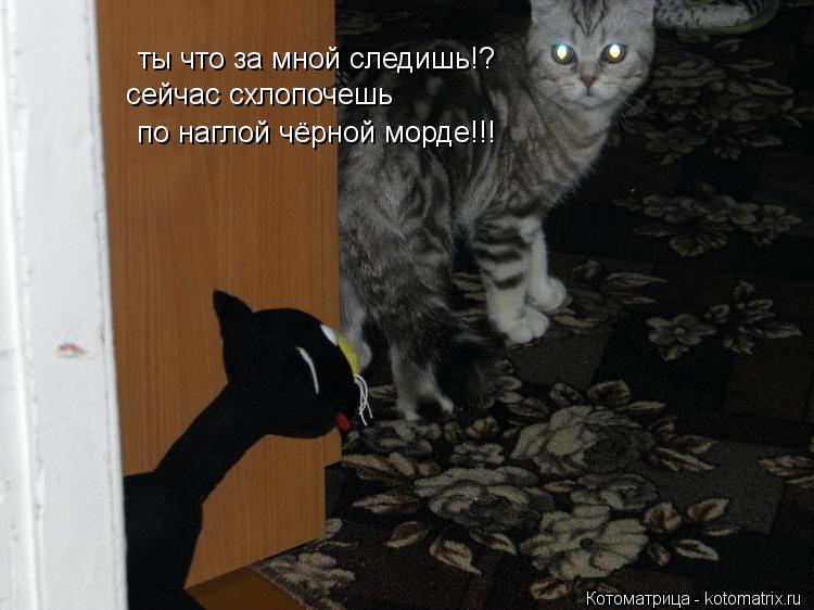 Котоматрица: ты что за мной следишь!? сейчас схлопочешь по наглой чёрной морде!!!