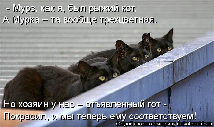Котоматрица: - Мурз, как я, был рыжий кот, А Мурка – та вообще трехцветная. Но хозяин у нас – отъявленный гот -  Покрасил, и мы теперь ему соответствуем!