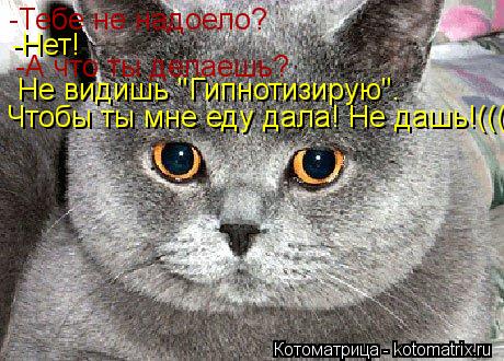Котоматрица: -Тебе не надоело? -Нет! -А что ты делаешь? Не видишь "Гипнотизирую". Чтобы ты мне еду дала! Не дашь!(((((