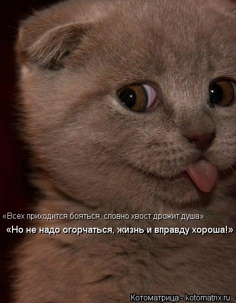 «Всех приходится бояться, словно хвост дрожит душа» «Но не надо огорчаться, жизнь и вправду хороша!»... Котоматрица: «Всех приходится бояться, словно хвост дрожит душа» «Но не надо огорчаться, жизнь и вправду хороша!»