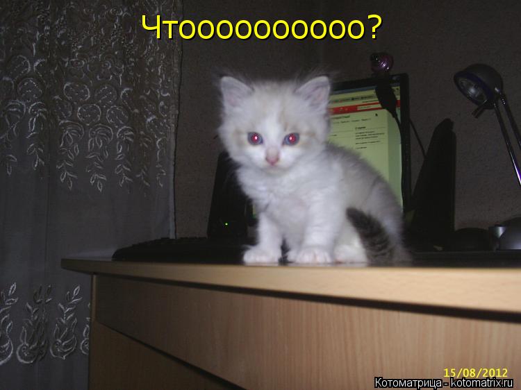 Котоматрица: Чтоооооооооо?