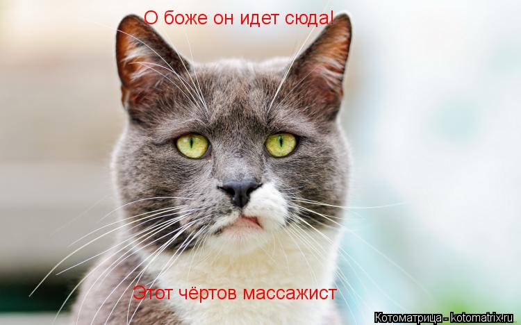 О боже он идет сюда! Этот чёртов массажист... Котоматрица: О боже он идет сюда! Этот чёртов массажист