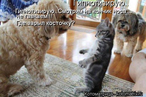 Котоматрица: Гипнотизирую.. Гипнотизирую..Смотрим на кончик носа... не гавкаем!!! Где зарыл косточку?