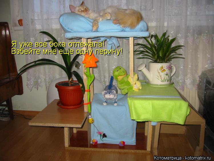 Котоматрица: Я уже все бока отлежала! Взбейте мне еще одну перину!