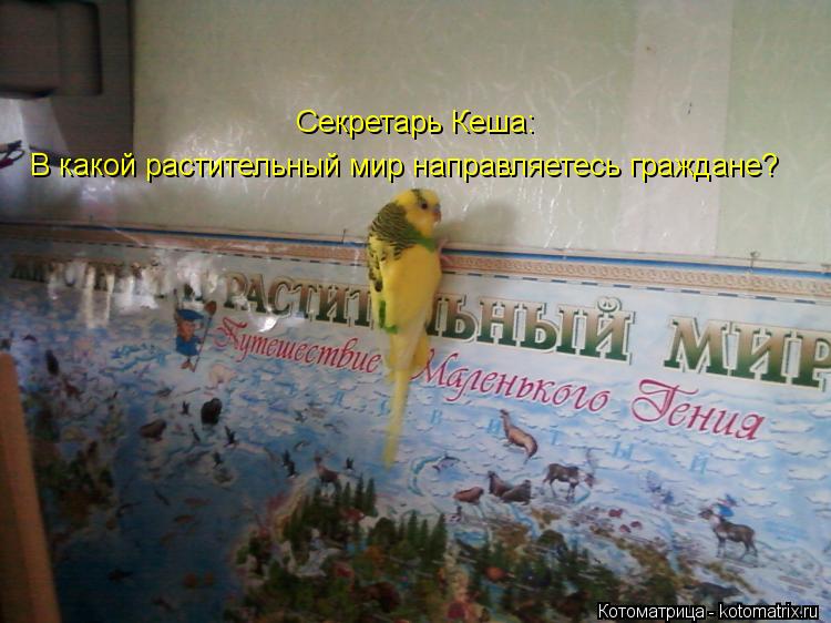 Секретарь Кеша: В какой растительный мир направляетесь граждане?... Котоматрица: Секретарь Кеша: В какой растительный мир направляетесь граждане?