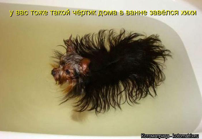 у вас тоже такой чёртик дома в ванне завёлся хихи... Котоматрица: у вас тоже такой чёртик дома в ванне завёлся хихи