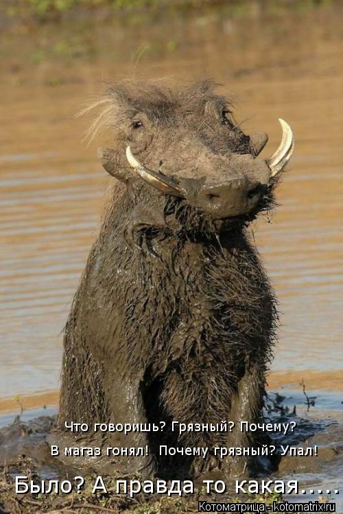 Котоматрица: Что говоришь? Грязный? Почему?  В магаз гонял!  Почему грязный? Упал!  Было? А правда то какая.....