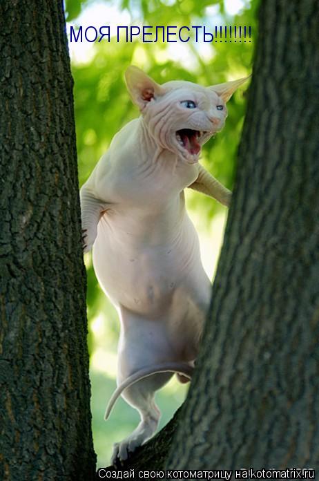 МОЯ ПРЕЛЕСТЬ!!!!!!!!... Котоматрица: МОЯ ПРЕЛЕСТЬ!!!!!!!!
