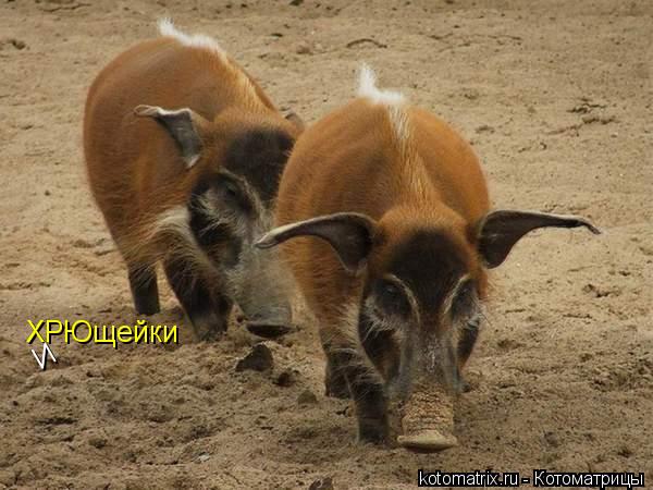 Котоматрица: ХРЮщейки И