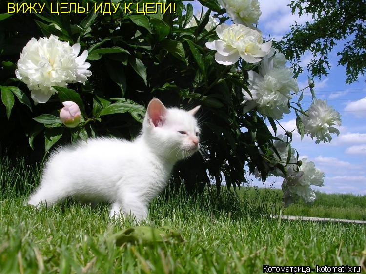 Котоматрица: ВИЖУ ЦЕЛЬ! ИДУ К ЦЕЛИ!