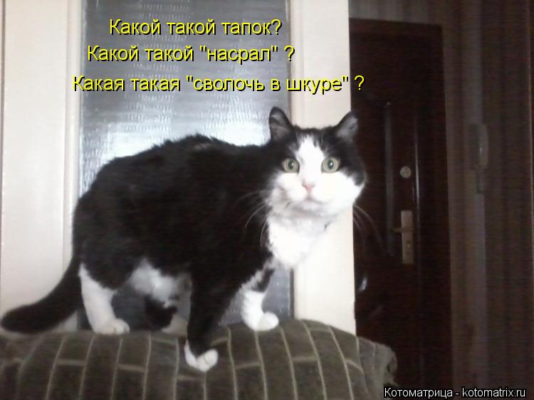 Котоматрица: Какой такой тапок? Какая такая "сволочь в шкуре" ? Какой такой "насрал" ?