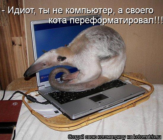 Котоматрица: - Идиот, ты не компьютер, а своего  кота переформатировал!!!