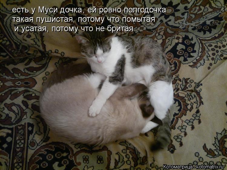 Котоматрица: есть у Муси дочка , ей ровно полгодочка такая пушистая, потому что помытая и усатая, потому что не бритая