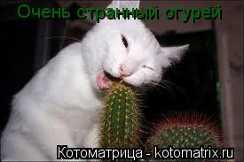 Котоматрица: Очень странный огурей