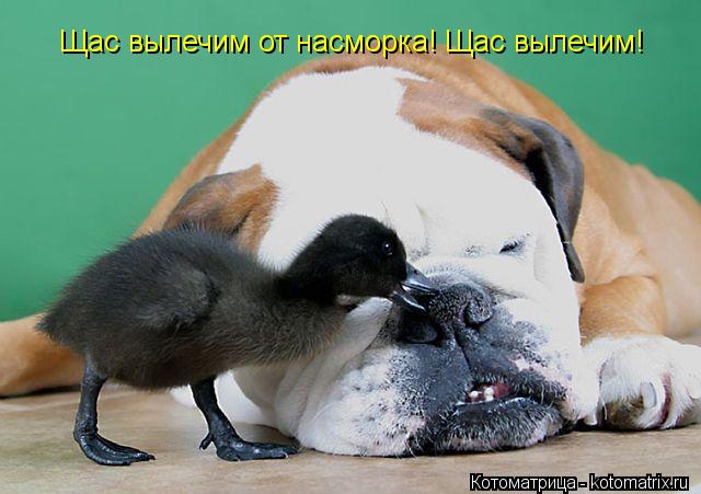 Щас вылечим от насморка! Щас вылечим!... Котоматрица: Щас вылечим от насморка! Щас вылечим!