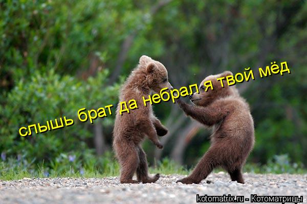 Котоматрица: слышь брат да небрал я твой мёд